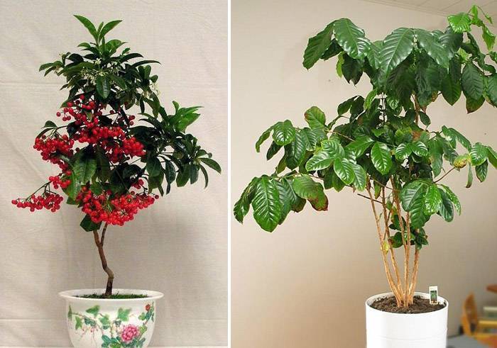 Кофейное дерево: описание, выращивание, уход | pot flowers