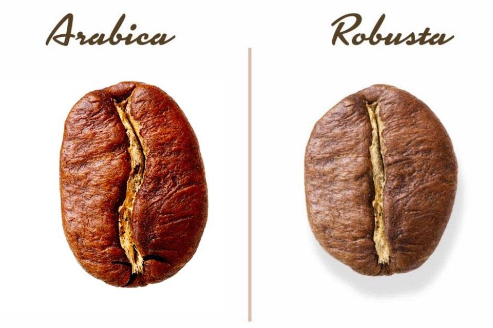 Различия арабики и робусты | какой кофе лучше и в чем разница
