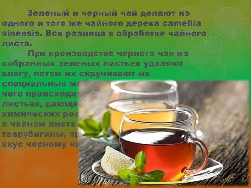 Интересные факты о чае, его употреблении, свойствах