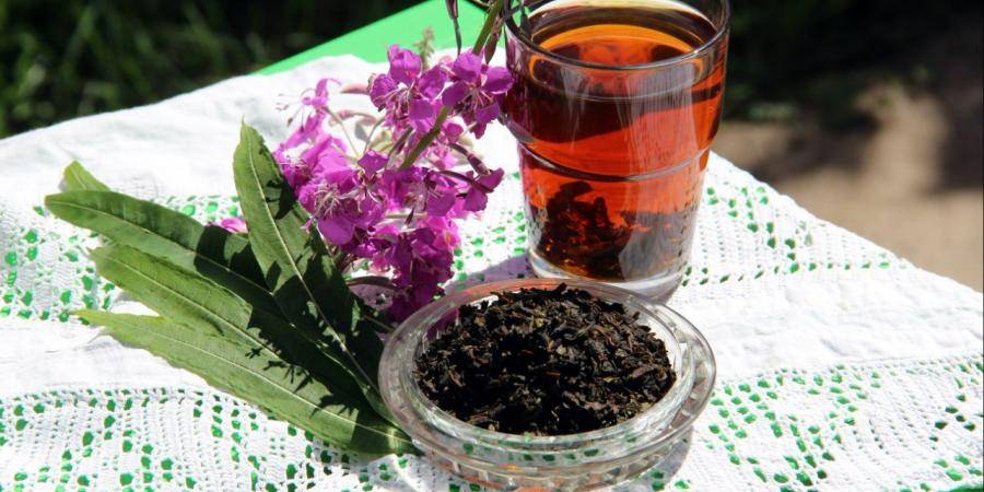 Иван чай копорский чай. простой способ заготовки иван чая. изготовление чая из кипрея. иван чай польза и полезные свойства, сбор, сушка, хранение, ферментация. как правильно приготовить иван-чай