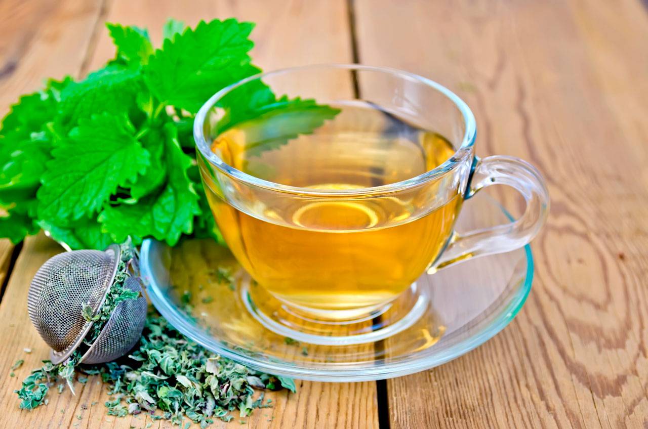 Чай из крапивы: лечебные свойства и противопоказания
