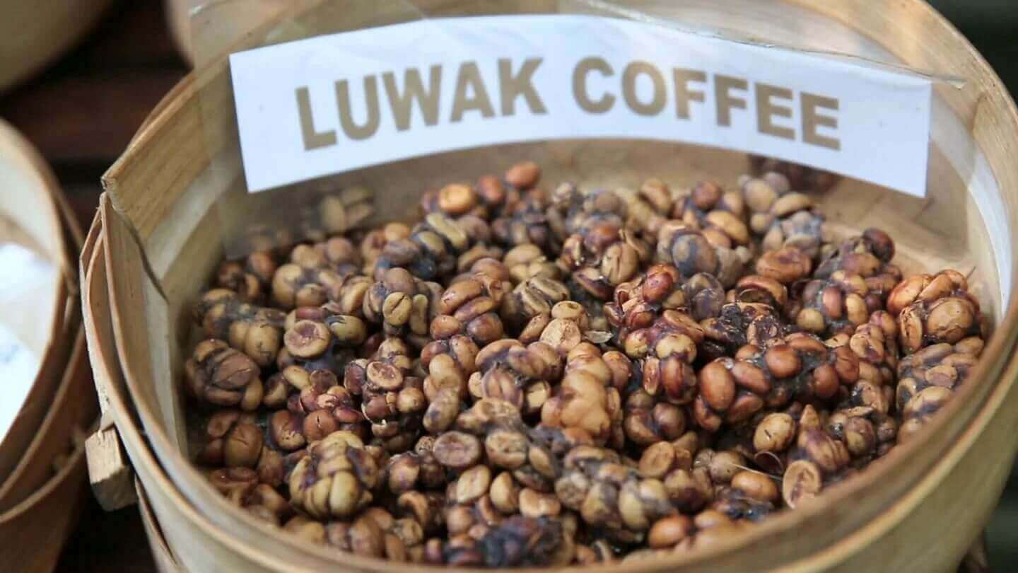 Кофе лювак (luwak):сколько стоит самый дорогой кофе в мире