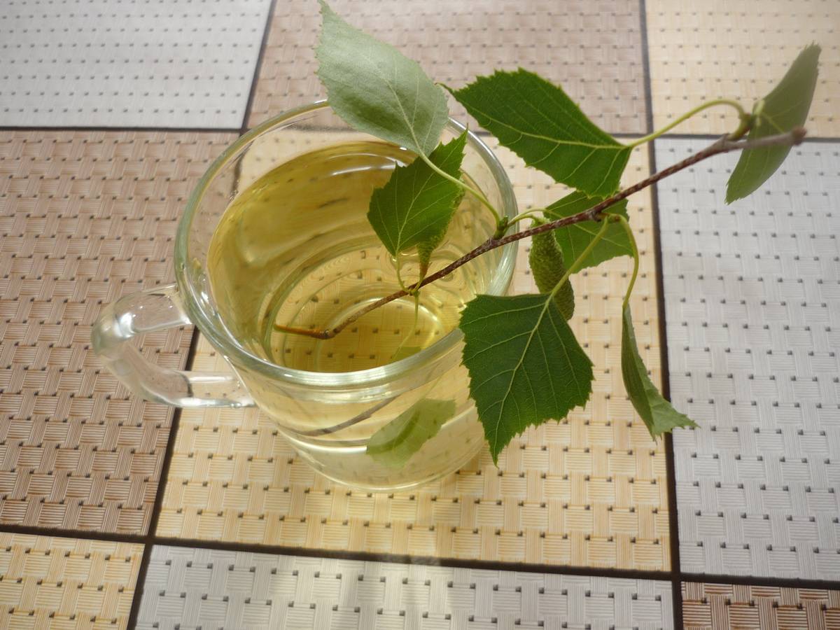 Березовый чай: польза и вред чая из листьев, почек, коры березы