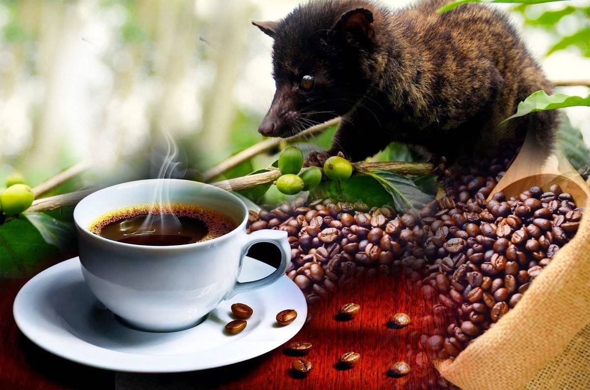 Особенности производства легендарного кофейного напитка luwak