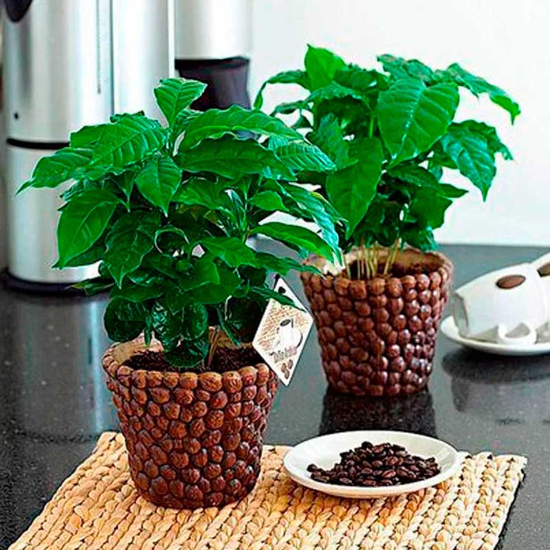 Как вырастить кофейное дерево своими руками дома