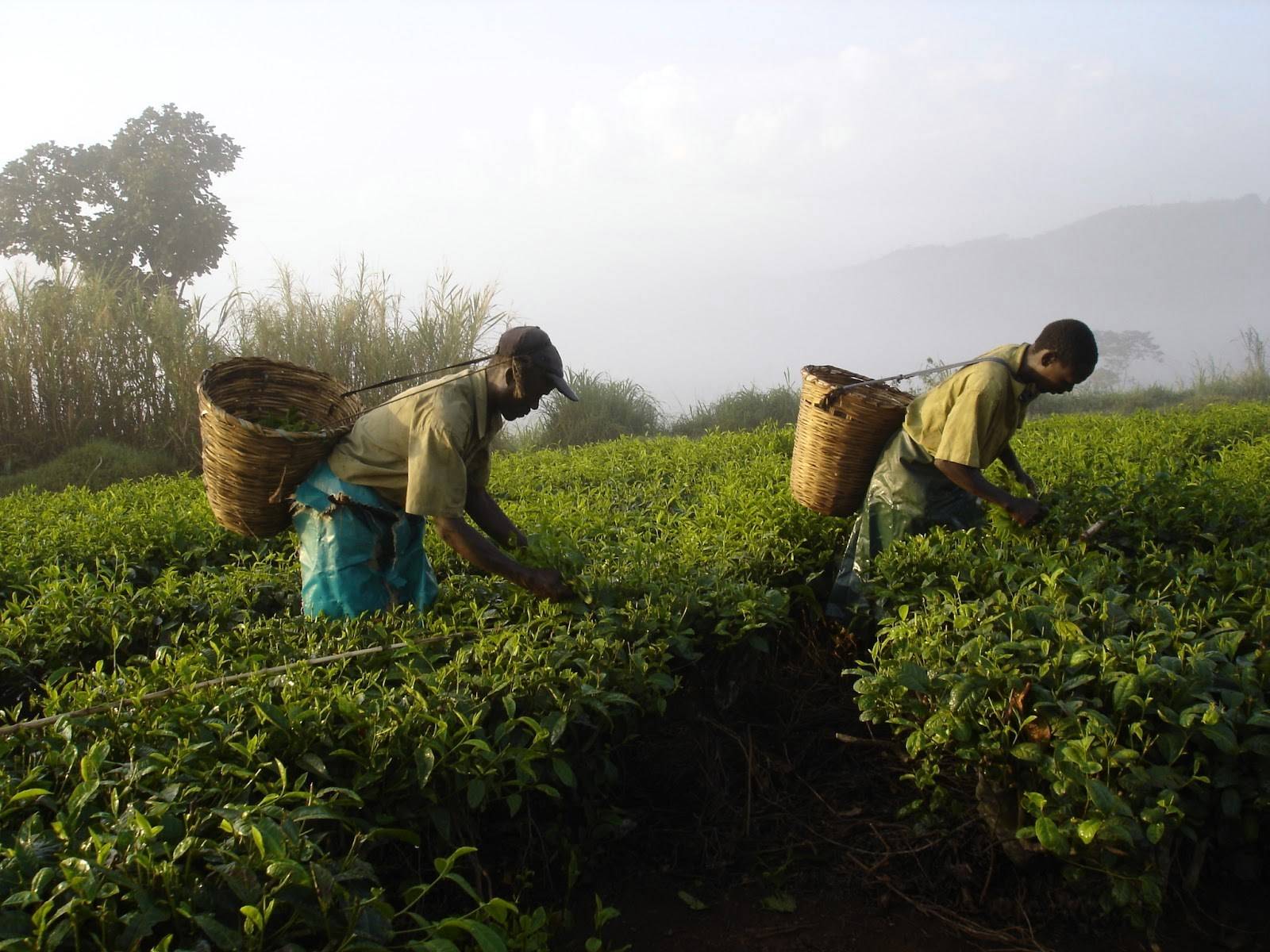 Индийский чай: регионы выращивания, чайные сорта из индии