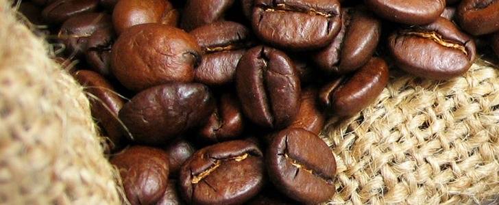 Комнатное растение кофе арабика: уход в домашних условиях