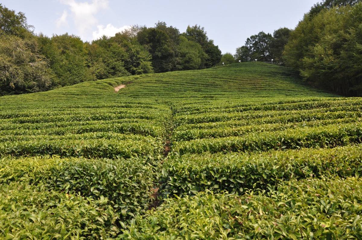 Краснодарский чай: чёрный и зеленый. история и современность