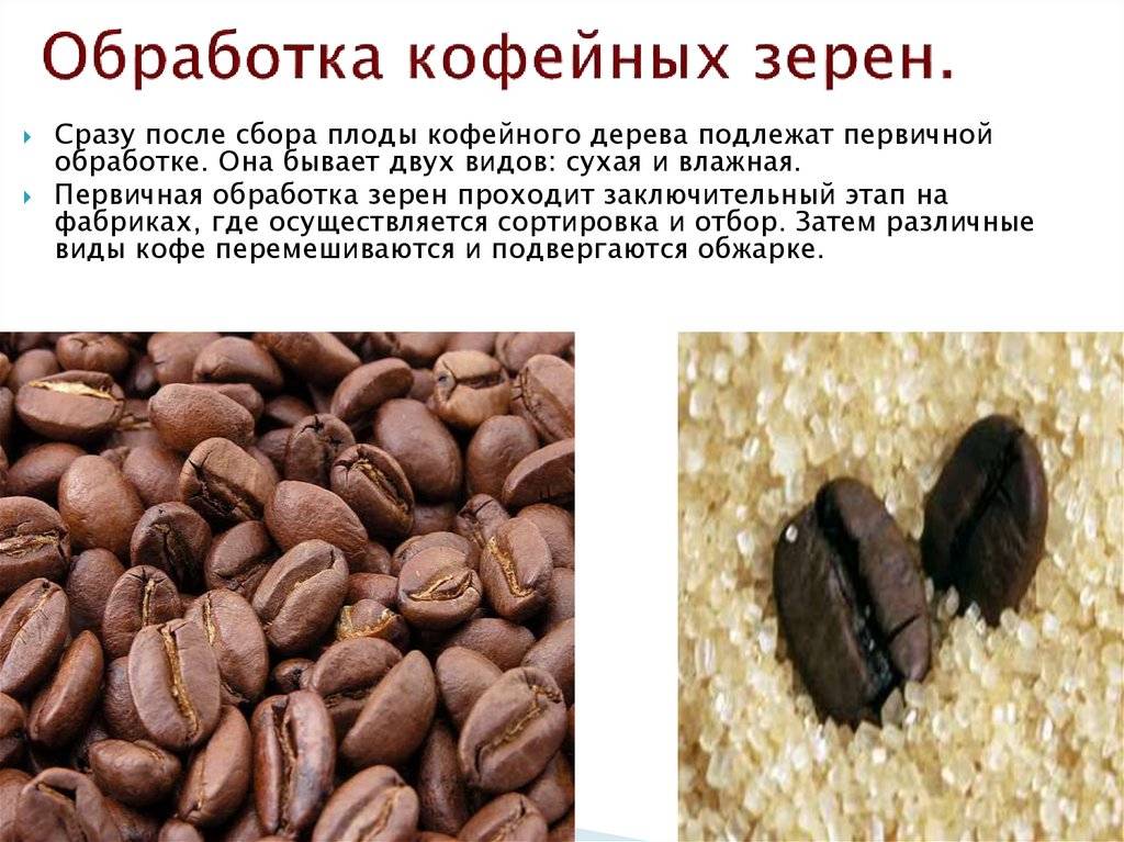 Правда ли, что робуста — показатель плохого кофе? отличия арабики от робусты, тельность напитка и горечь во вкусе