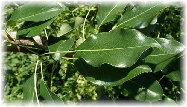 Чай из листьев груши польза и вред