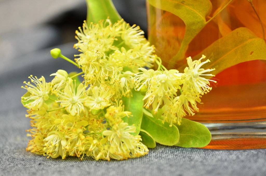 Чай из липового цвета: полезные свойства и противопоказания, как заваривать цветки липы