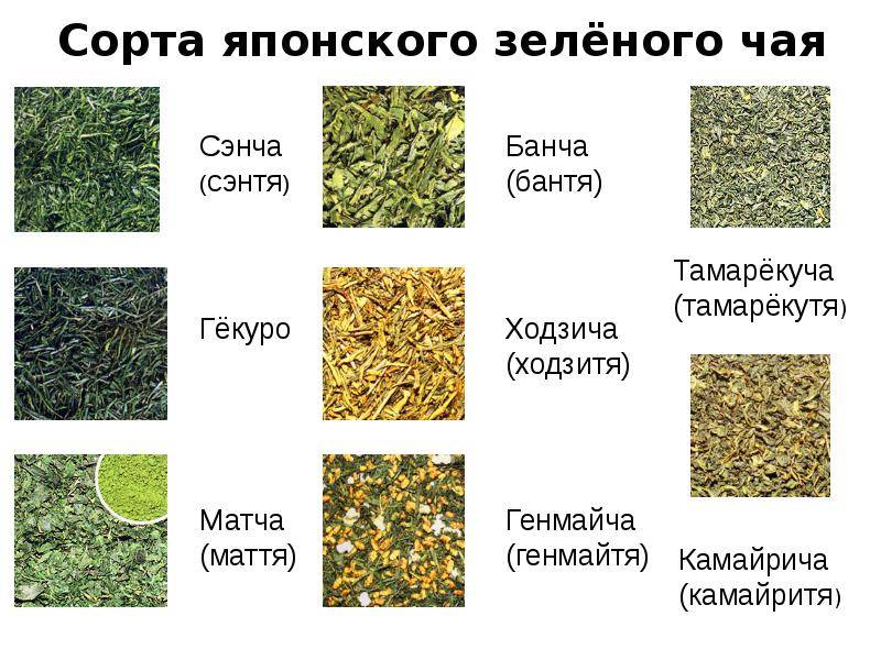 Виды чая и их свойства – какой чай самый полезный и вкусный?