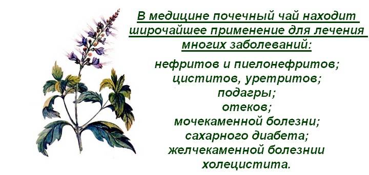 Почечный чай применение. Почечный чай при подагре. Ортосифон формула цветка. Состав почечного чая при пиелонефрите. Распространение почечного чая.