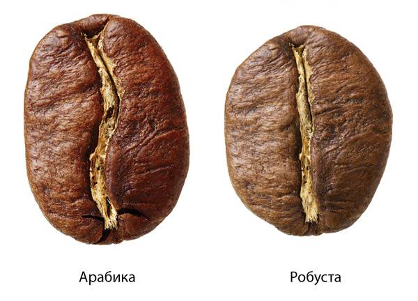 Кофе робуста: свойства, виды и отличия от арабики