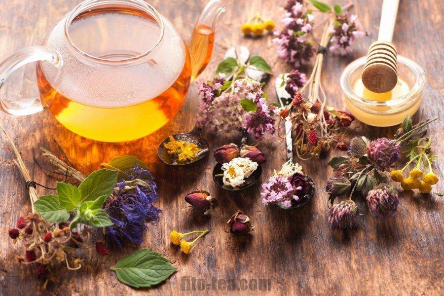 Чай из душицы лечебные свойства