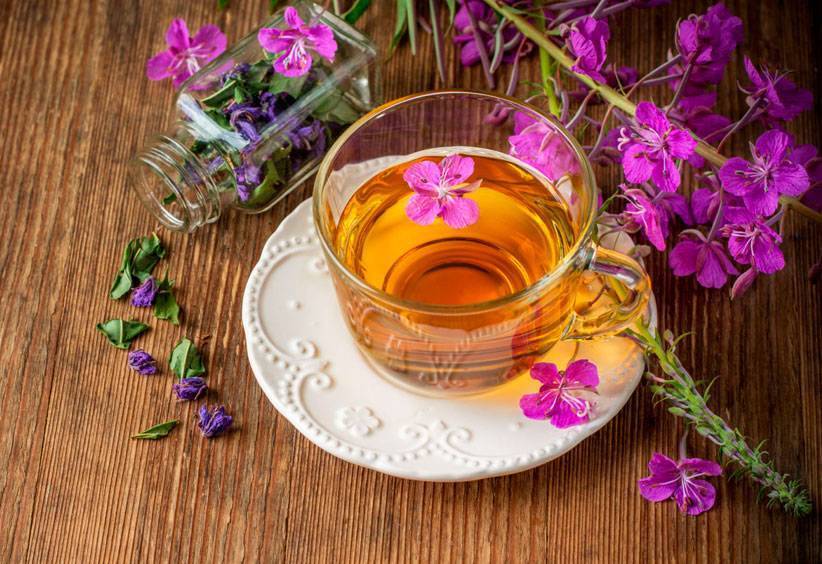 Кипрей узколистный (иван-чай): полезные свойства и противопоказания, применение в походных условиях, особенности для мужчин и женщин, выращивание, сбор, рецепты