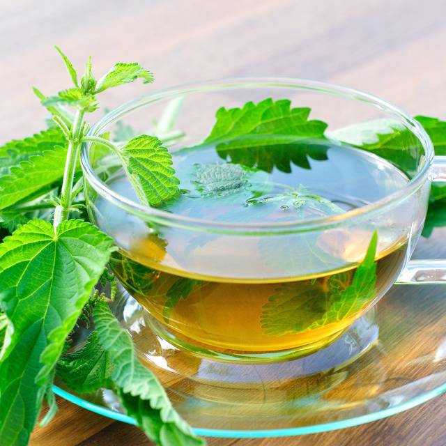 Чай из крапивы - польза и вред для здоровья