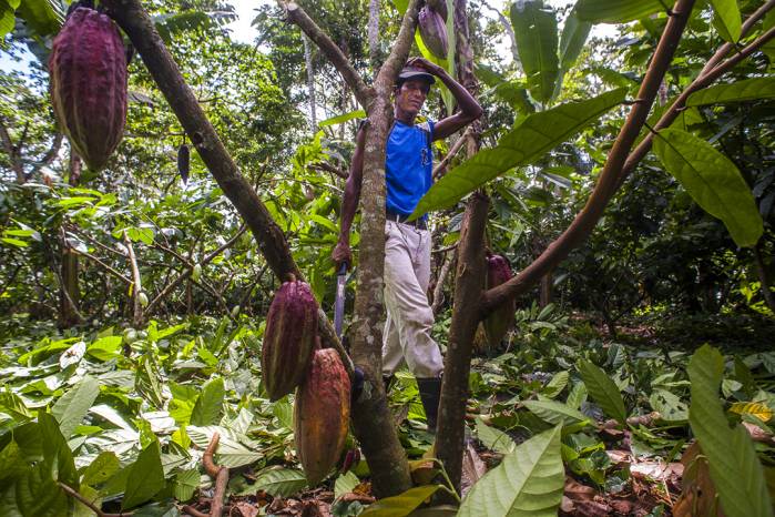 Где находится родина какао и как растет это шоколадное дерево, в каких странах его выращивают, фото