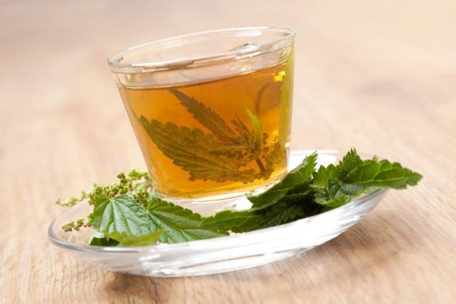 Полезные свойства и вред чая из крапивы | польза и вред