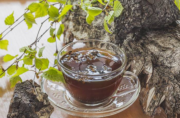Чай из чаги: полезные свойства и противопоказания, как приготовить, применение
