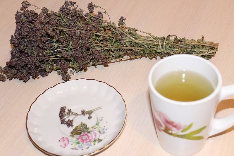 Чай с душицей: его свойства, польза и вред для здоровья