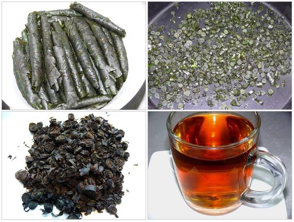 Зеленый чай в домашних условиях: как вырастить и заготовить - flosium.ru
