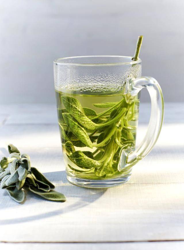 Эвкалиптовый чай: польза и вред, как заваривать напиток