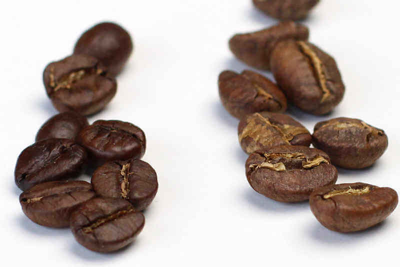 Комнатное растение кофе арабика