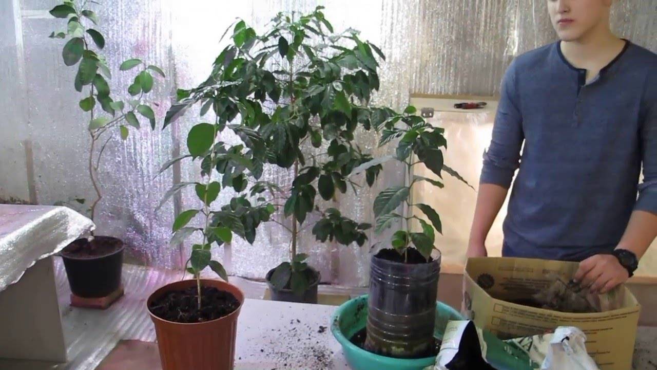 Кофейное дерево в доме: посадка семян и черенков, возделывание