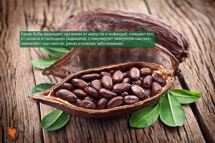 Какао: польза и вред для здоровья, противопоказания к употреблению
