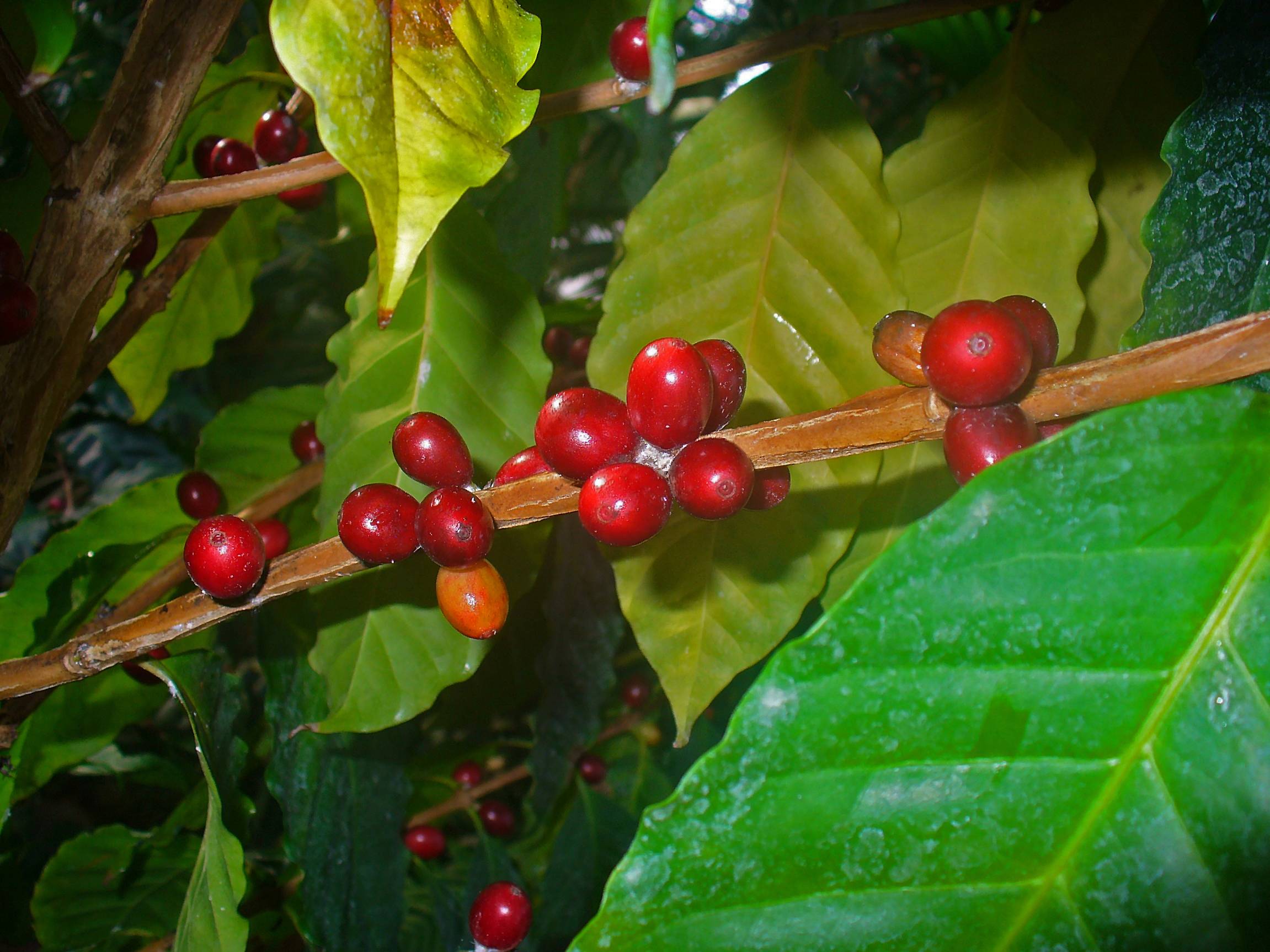 Где находится родина кофейного дерева европа африка азия южная америка