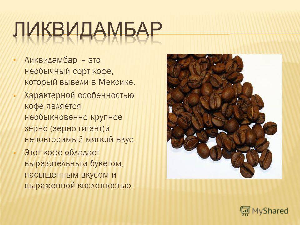 Живой кофе: характеристики, польза и отличие от других сортов
