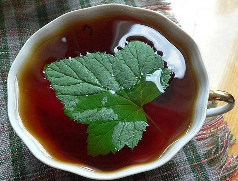 Рецепты чая из малиновых листьев: его полезные свойства