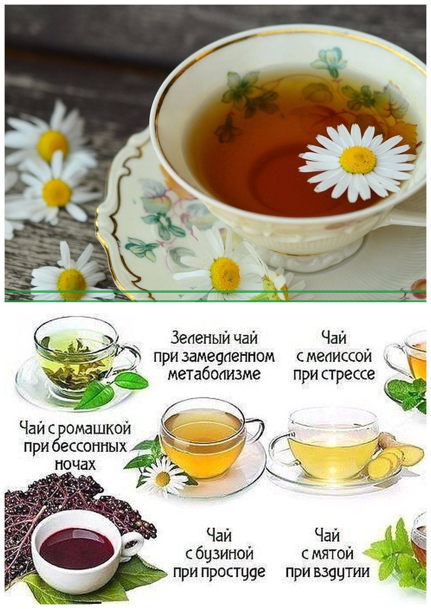 Чай из душицы лечебные свойства