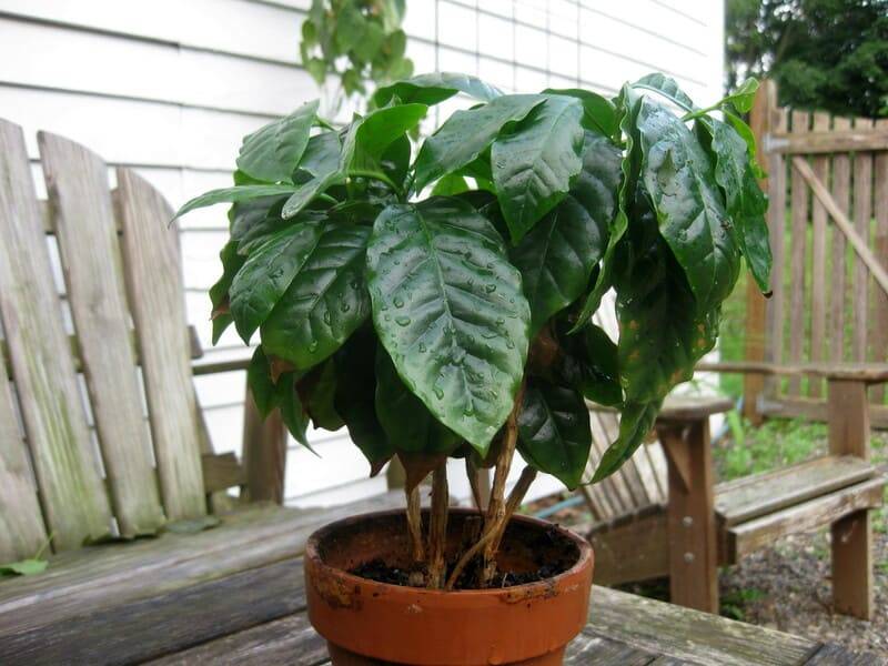 Комнатное растение кофейное дерево: где растет, как цветет, как размножить кофейное дерево в домашних условиях