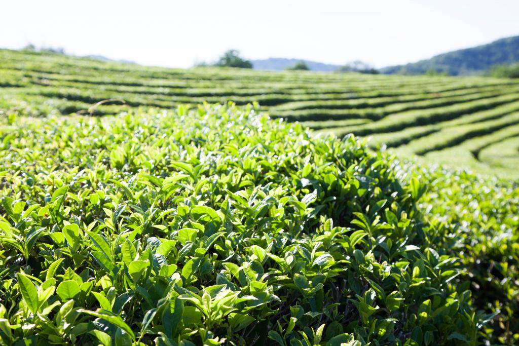 Как вырастить иван чай в краснодарском крае