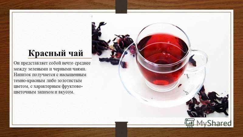 Курильский чай лечебные свойства и противопоказания, фото