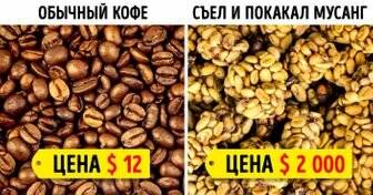 Кофе копи-лювак: цена, сорта, вкус