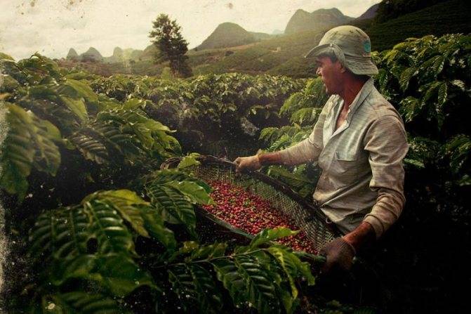 Колумбийский кофе: особенности, виды, сорта, лучшие марки
