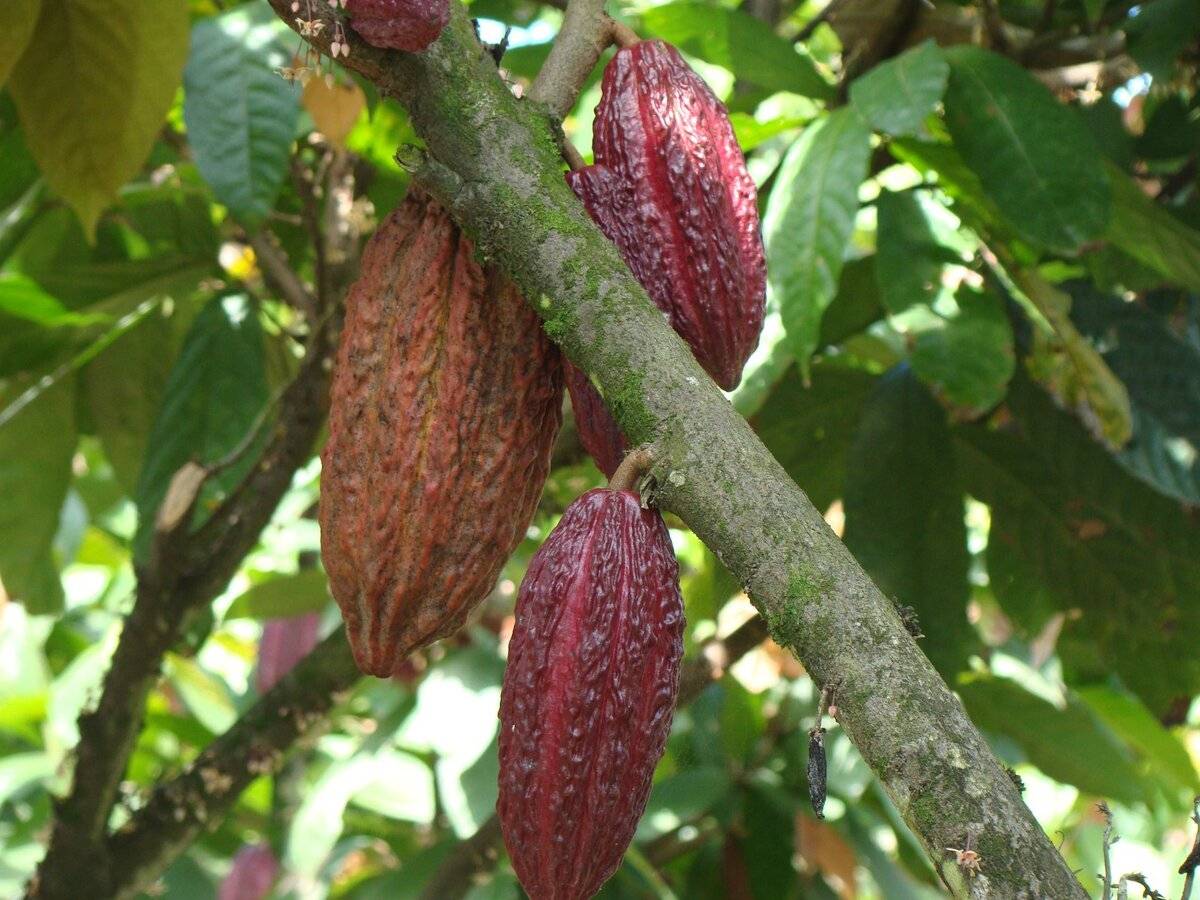 Где растет какао дерево. Theobroma speciosum. Шоколадное дерево Южной Америки. Плантации какао Майя. Какао-дерево.