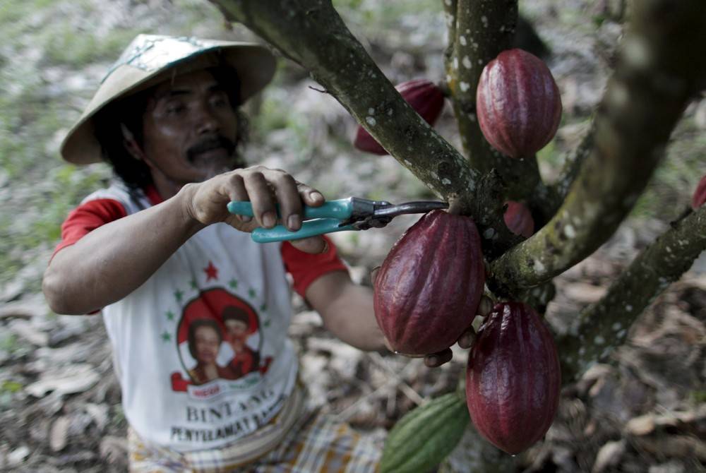 Какао дерево. история, описание, польза какао