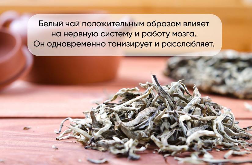 Белый чай, полезные свойства для организма человека