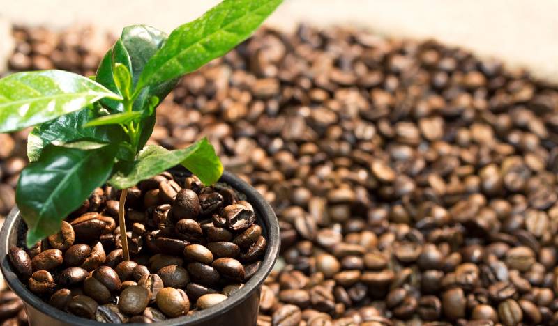 Где растет самый лучший кофе в мире и в каких странах
