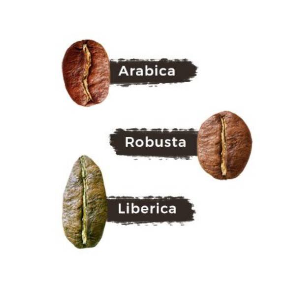 Арабика или робуста – что лучше, отличия во вкусе, что выбрать