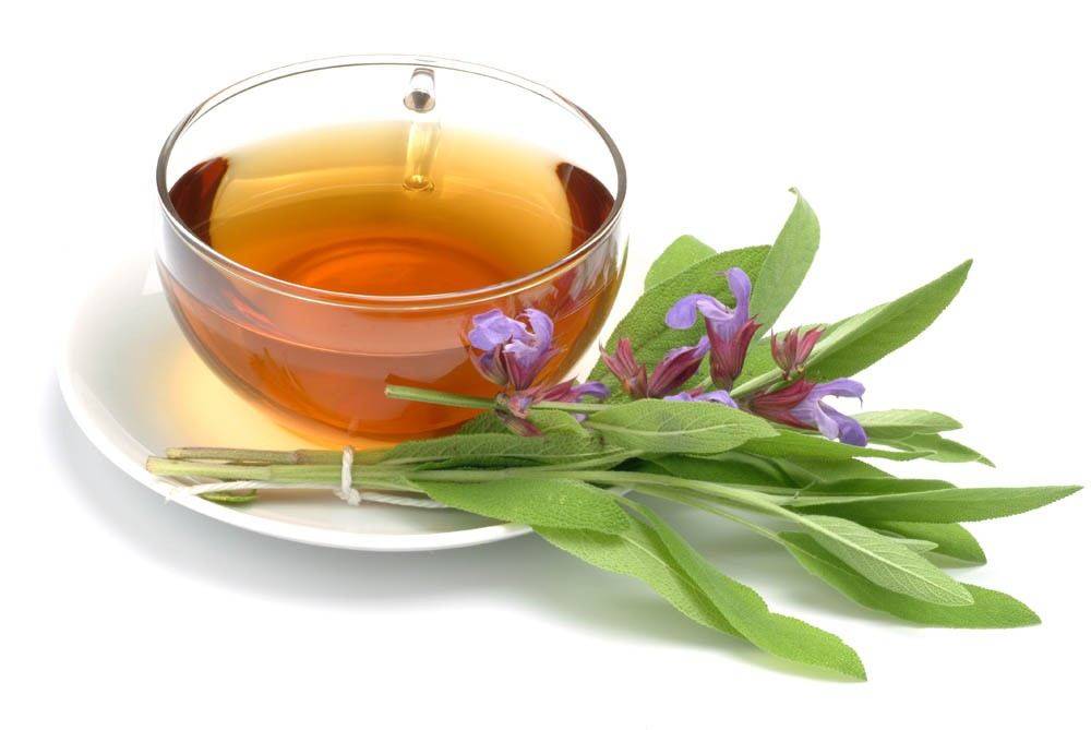 Чай с шалфеем — польза и вред для организма