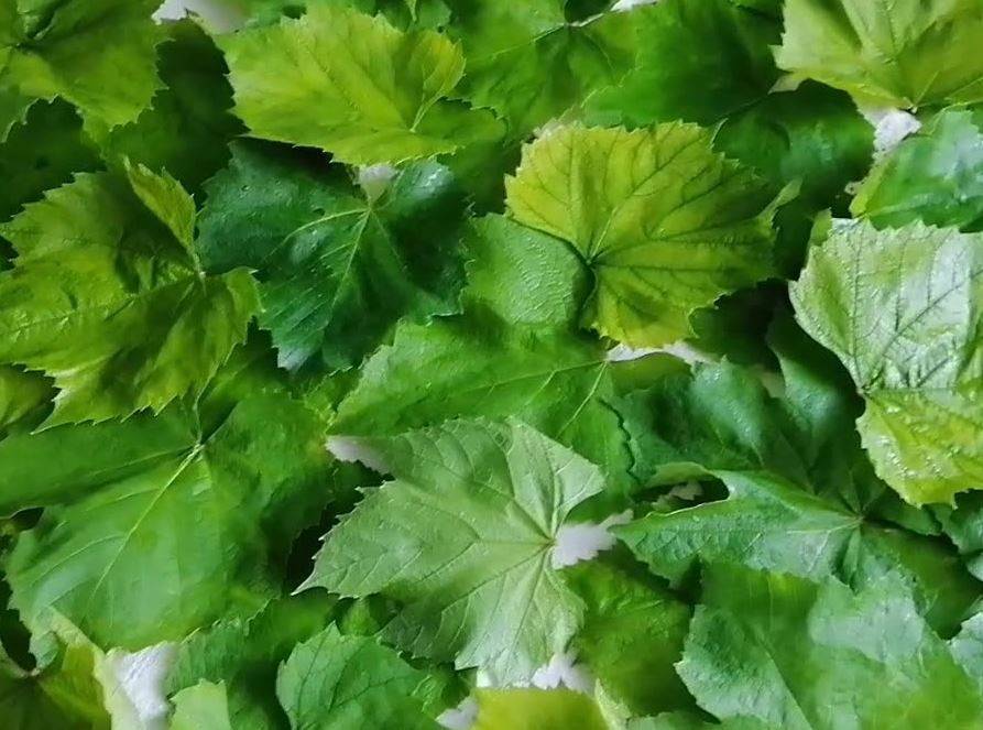 Листья смородины: полезные свойства и противопоказания, как собирать и сушить