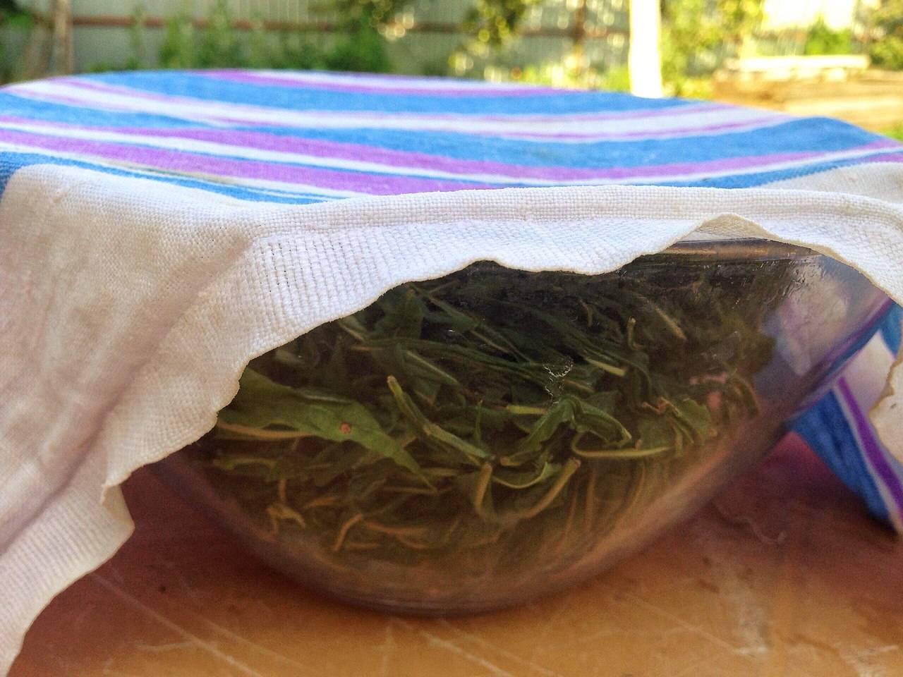 Чай из листьев вишни: когда собирать, как сушить и как сделать чай