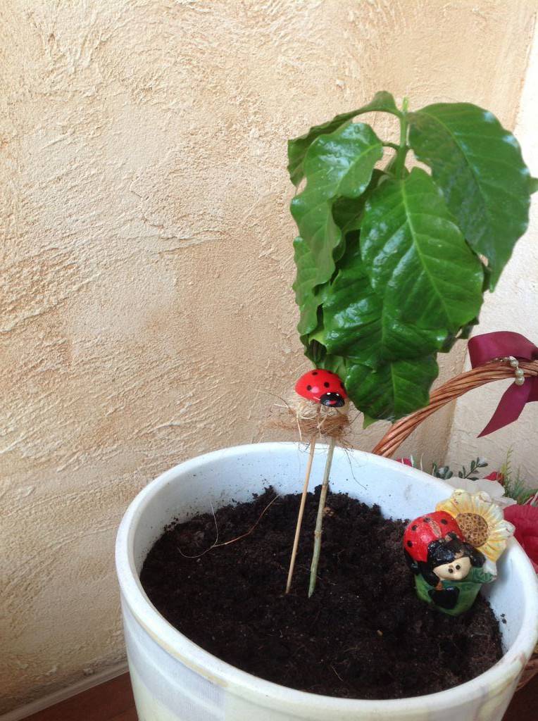 Выращивание кофейного дерева в домашних условиях и правила ухода