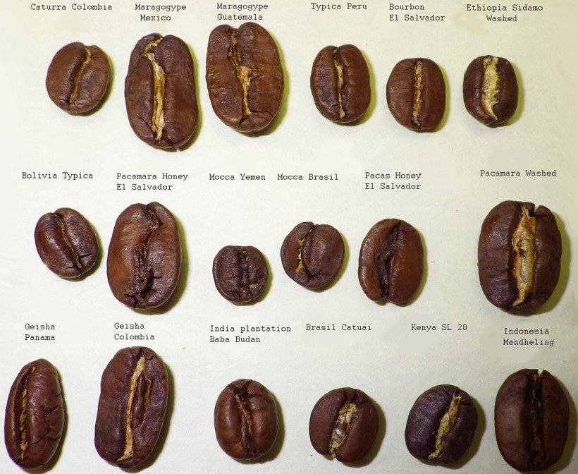 Характеристика мексиканского кофе
