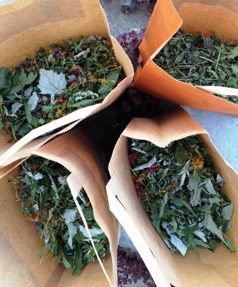 Какие травы собирают для чая и сушат на зиму